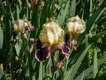 Tall bearded iris (Iris germanica) \'Wingolf\' blooming with pale yellow and purple flowers in garden Royalty Free Stock Photo